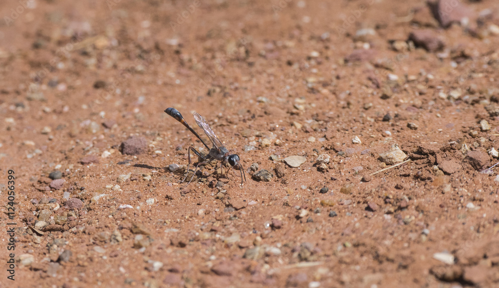 Ammophila wasp on the Ground in South Africa Ammophila wasp on the Ground in South Africa