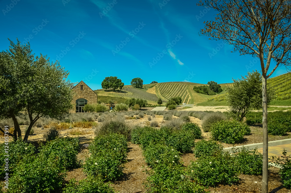 Naklejka premium Wine Country