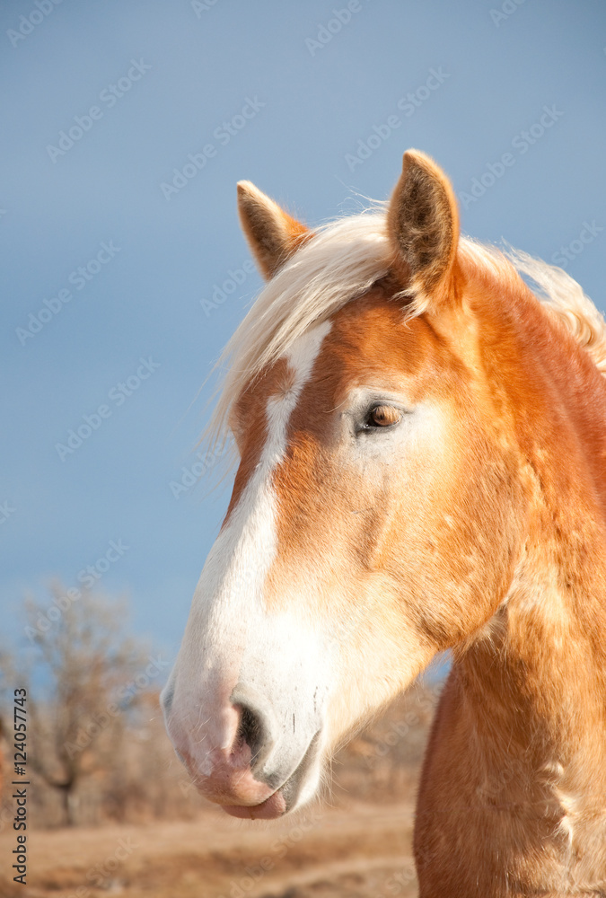 Obraz premium Belgian Draft horse against dark stormy skies in winter