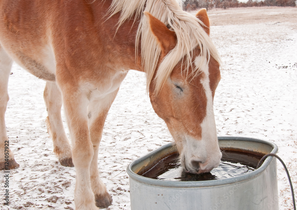 Fototapeta premium Koń belgijski pije wodę z koryta w mroźny zimowy dzień