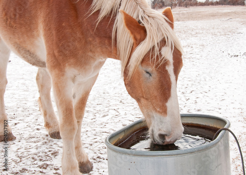 Belgian Draft horse drinkin water from a water trough on a cold winter day