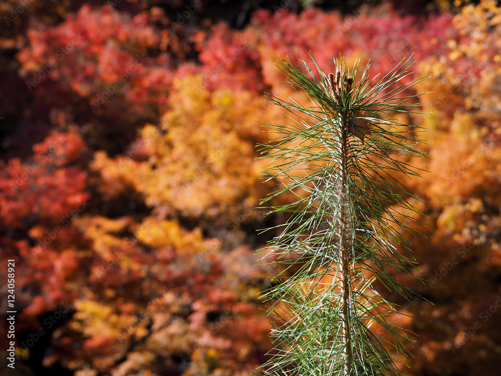 Pine tree branch with orange and red maple leaves in background Pine tree branch with orange and red maple leaves in background