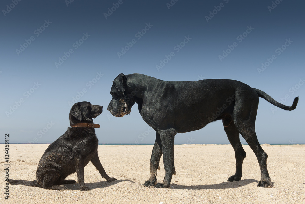 Large and small dog nose to nose on beach Large and small dog nose to nose on beach