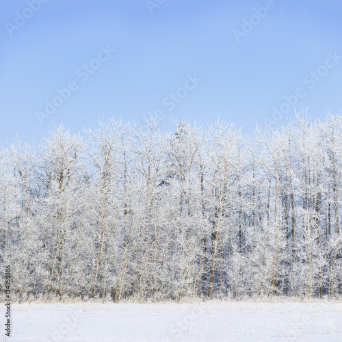 Wallpaper Mural Hoar Frost On The Trees Against A Soft Blue Sky Backdrop; St. Albert, Alberta, Canada Torontodigital.ca