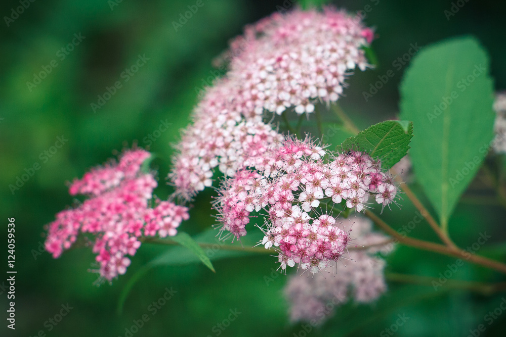 Pink flowers of Spiraea on a natural green background