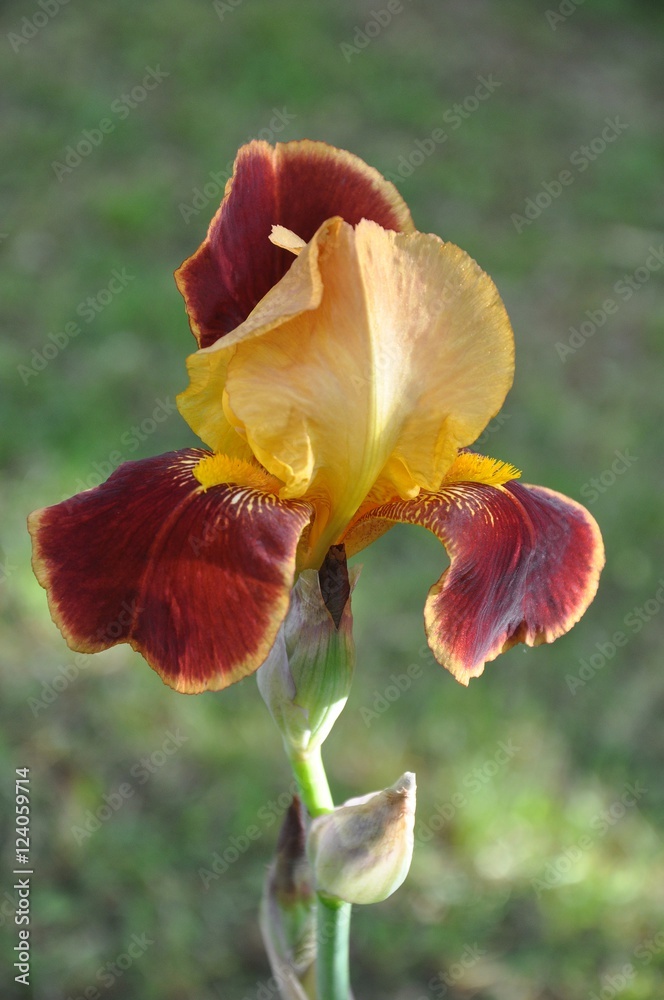 Fototapeta premium iris flower