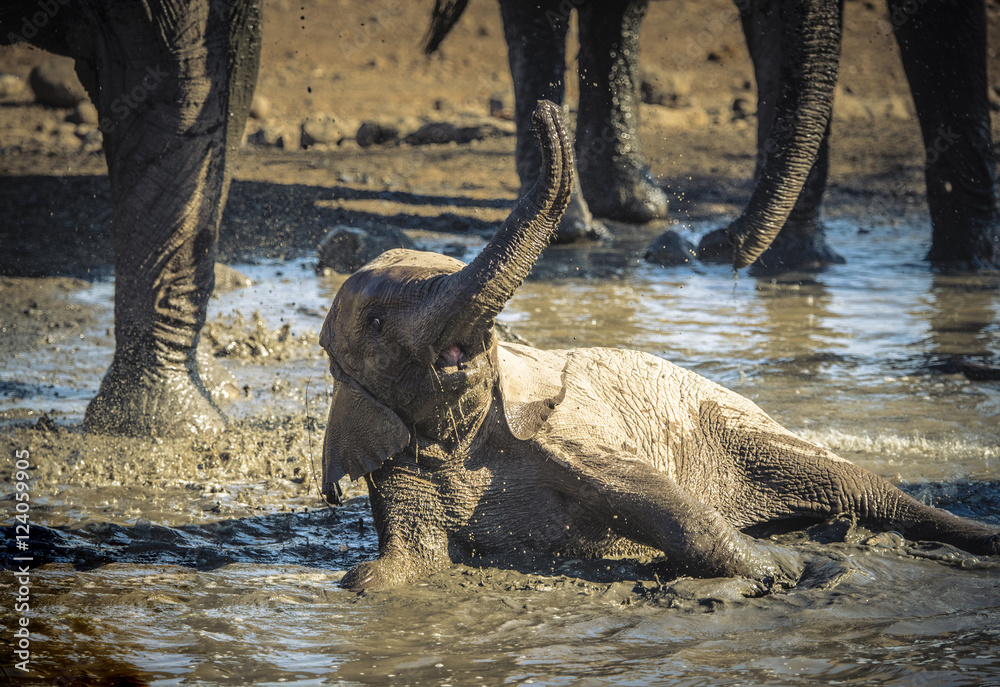 Fototapeta premium Baby African Elephant Rolls and Plays in a Water Hole