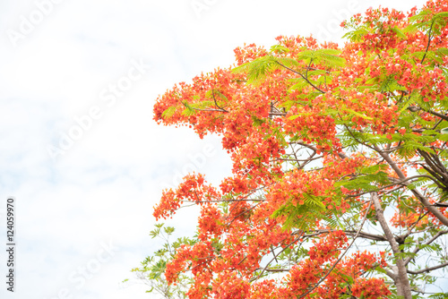 the flame tree on white background photo