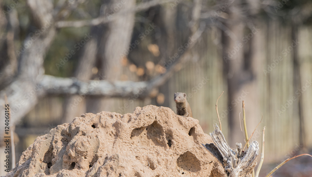 Wild Dwarf Mongoose (Helogale parvula) on Termite Mound in Africa Wild Dwarf Mongoose (Helogale parvula) on Termite Mound in Africa