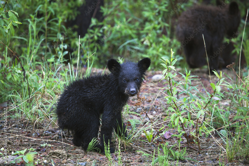 Young Black Bear (Ursus Americanus) Cub And Sibling; Centreville, British Columbia, Canada Young Black Bear (Ursus Americanus) Cub And Sibling; Centreville, British Columbia, Canada