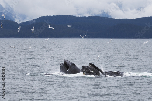 Humpback Whales (Megaptera Novaeangliae) Bubble Net Feeding; Juneau, Alaska, United States of America