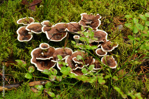 Симпатичная грибная семейка на лесной поляне.