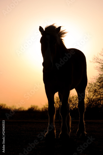 Silhouette of a Belgian Draft Horse against setting sun