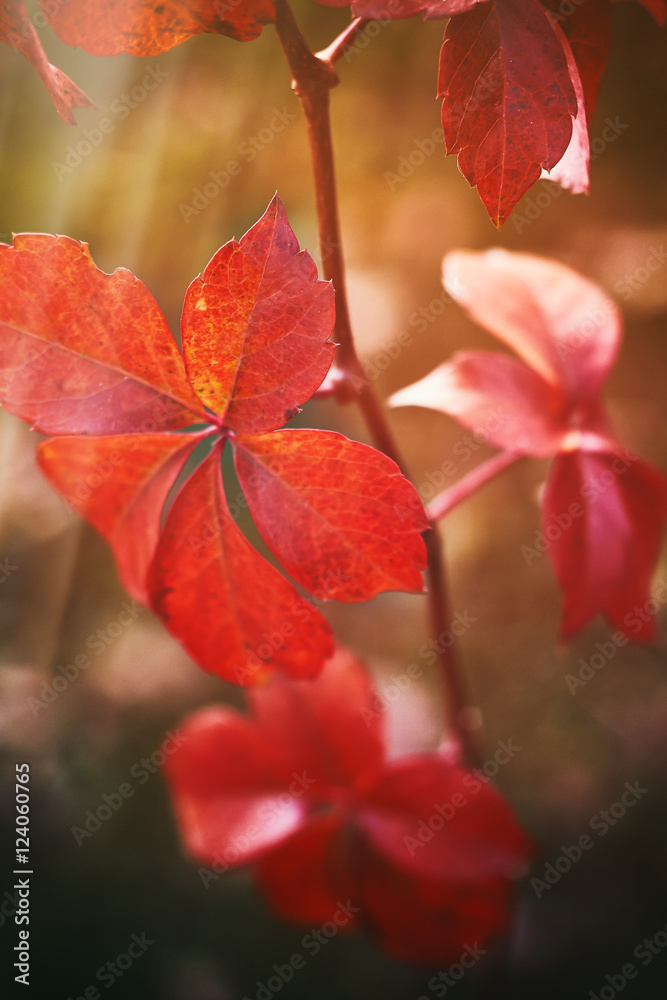 Red leaves on branch. Concept image for fall season (autumn)