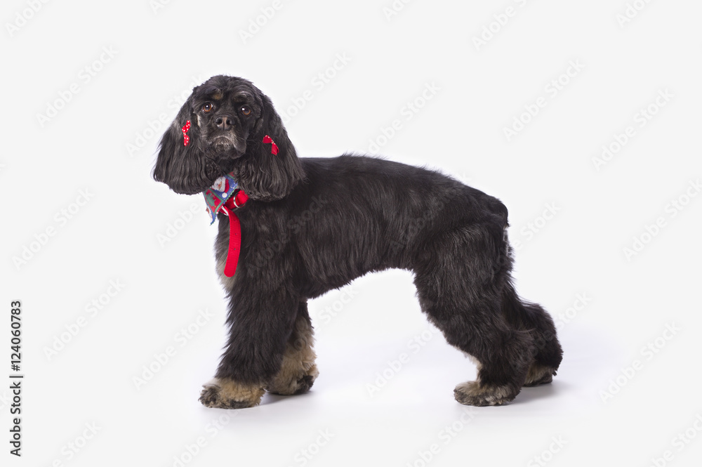 Black Cocker Spaniel With Golden Boots On A White Studio Background; St. Albert, Alberta, Canada Black Cocker Spaniel With Golden Boots On A White Studio Background; St. Albert, Alberta, Canada