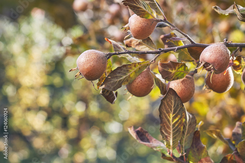 Common medlar fruit growing on tree. Copy space photo