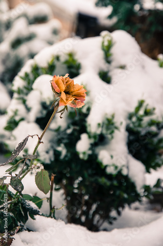 rose in winter