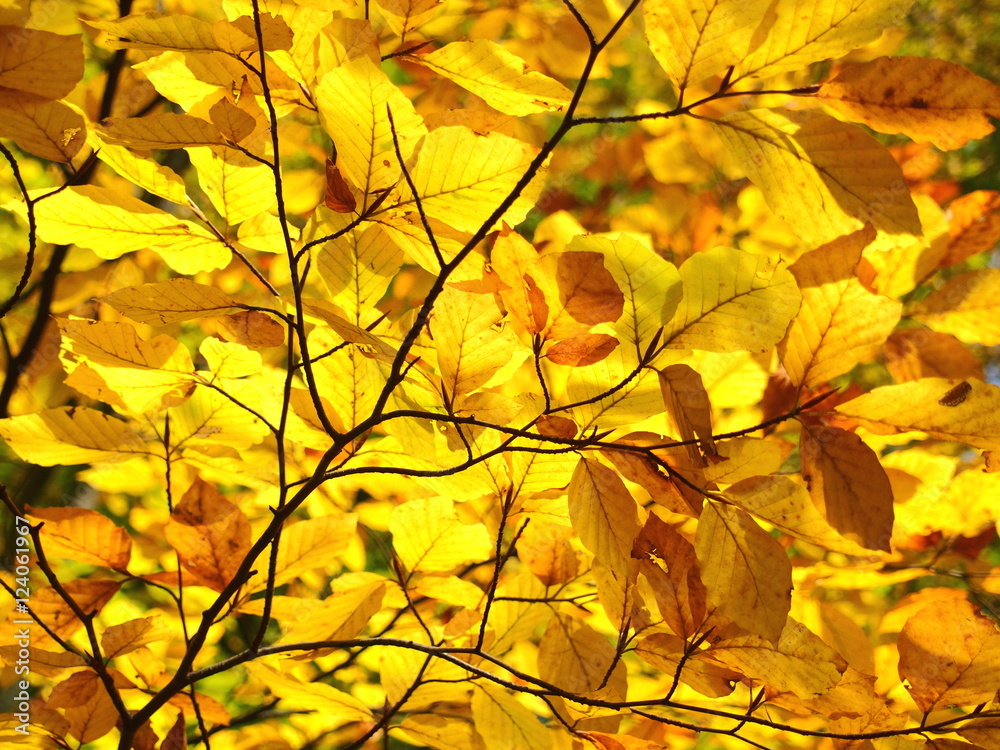 Fullframe picture of yellow autumn leaves on branch Fullframe picture of yellow autumn leaves on branch