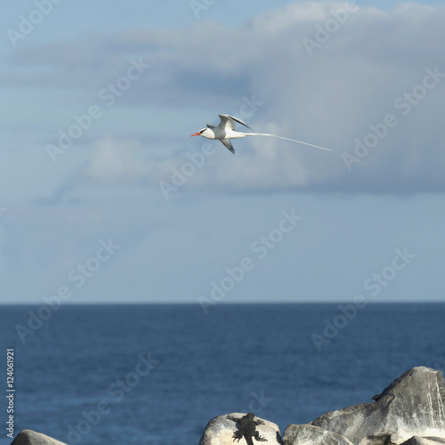 Red-Billed Tropicbirds (Phaethon Aethereus) With Their Very Long Tails; Galapagos, Equador