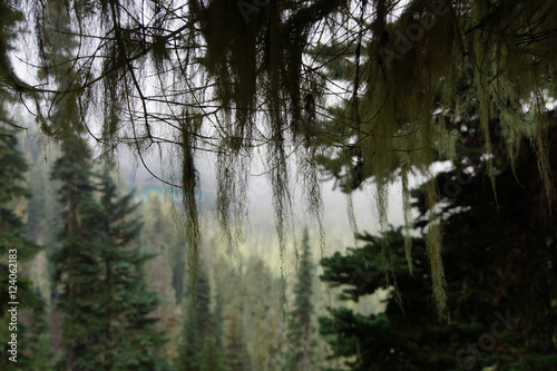 Silhouette of Beard lichen Alectoria photo