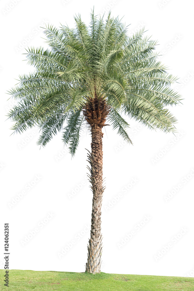 coconut tree on green grass field isolated on white background coconut tree on green grass field isolated on white background