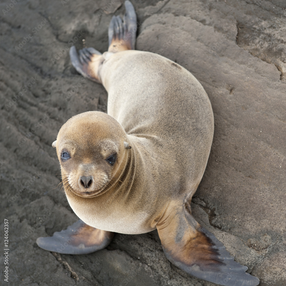 Fur Seal (Arctocephalus Galapagoensis); Galapagos, Equador Fur Seal (Arctocephalus Galapagoensis); Galapagos, Equador
