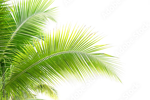 coconut leaves isolated on white background