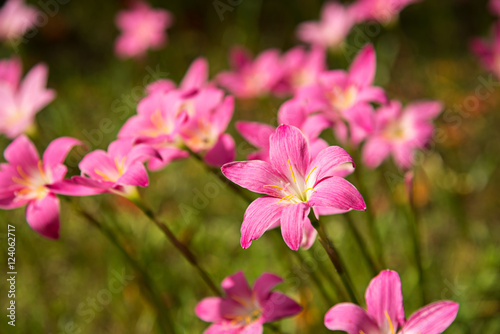 a group of pink rain lily flower
