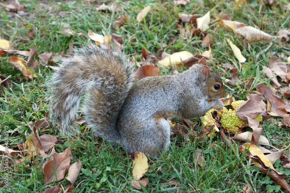Fototapeta premium Central Park Squirrel while eating fruits