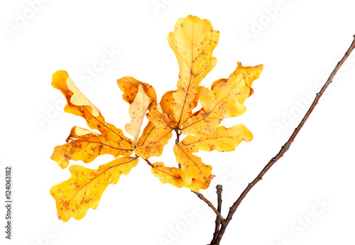 Valokuva Yellow autumn leaves on oak twig