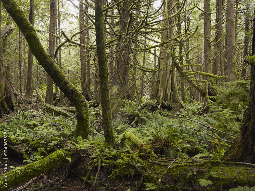 Cathedral Grove; British Columbia, Canada Cathedral Grove; British Columbia, Canada