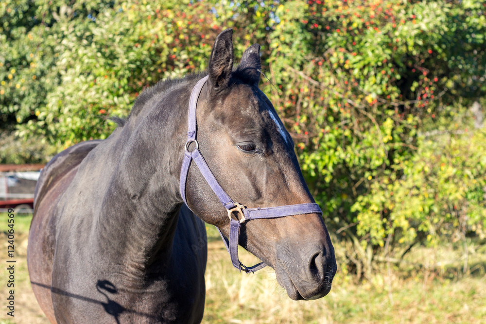 Obraz premium neugieriges Pferd