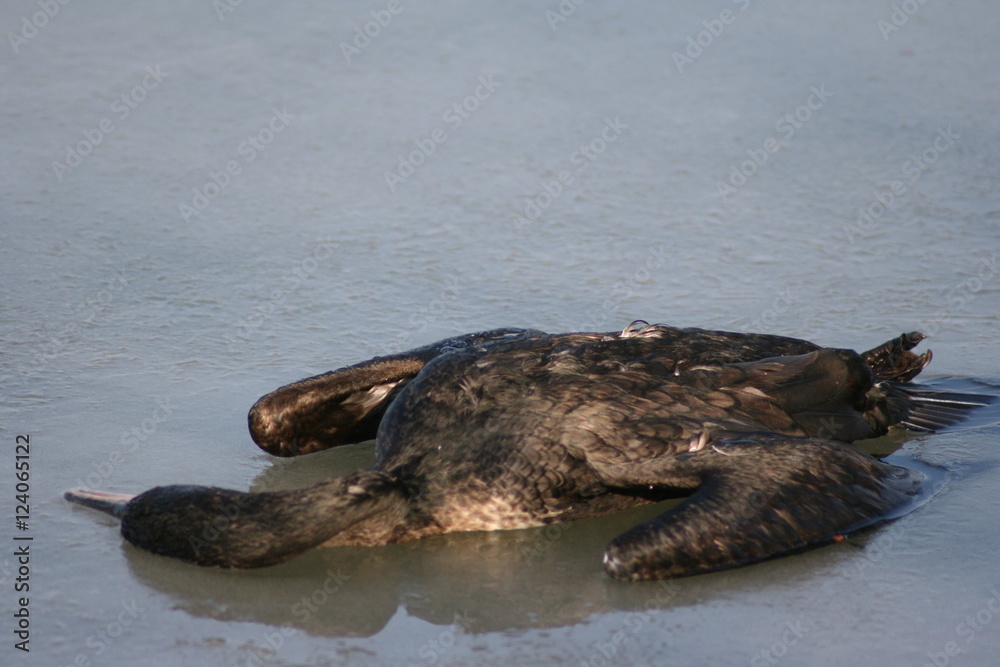 Fototapeta premium frozen bird