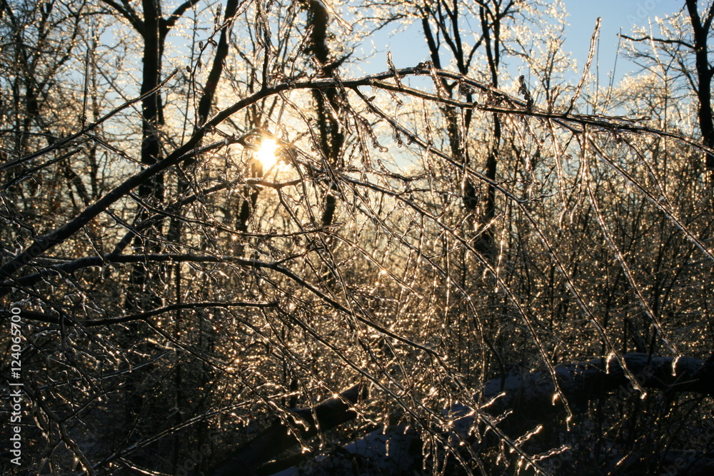 custom made wallpaper toronto digitalfrozen tree