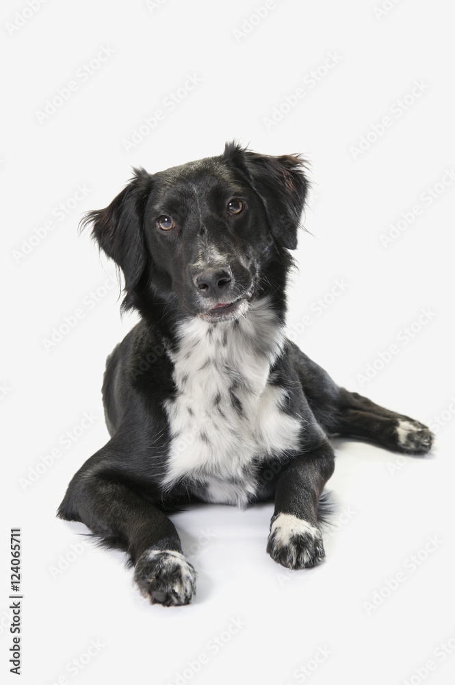 Border Collie On A White Background; St. Albert, Alberta, Canada Border Collie On A White Background; St. Albert, Alberta, Canada