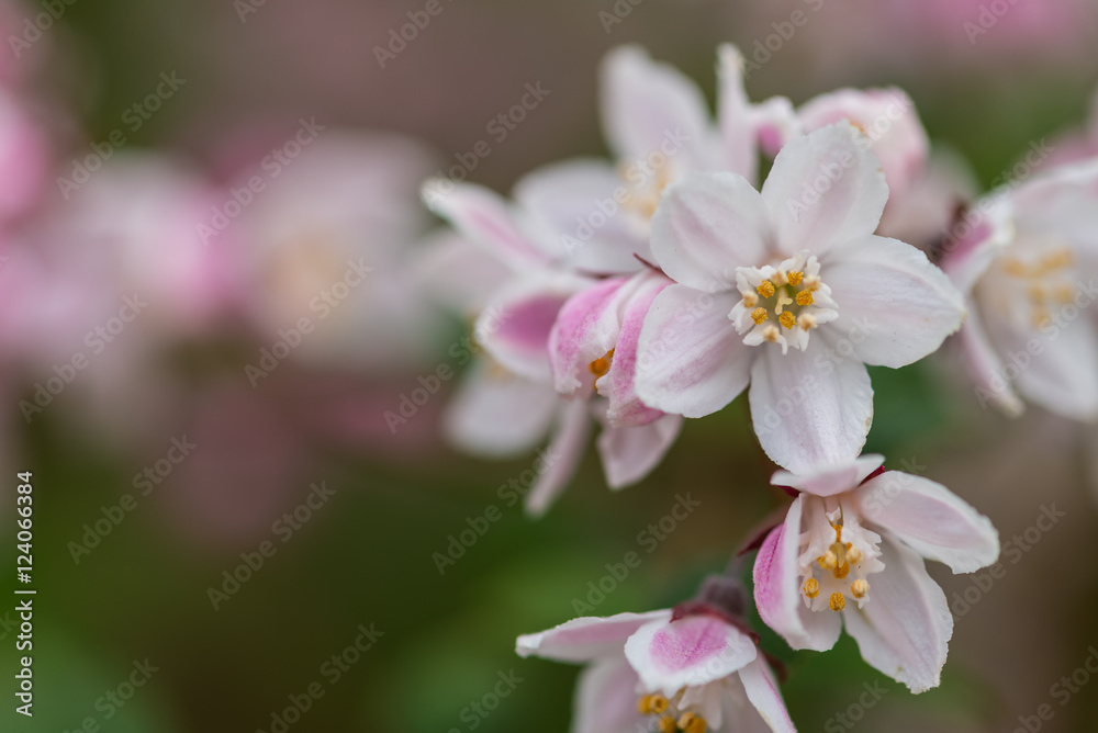 Deutzia x hybrida 'Mont Rose' summer flowering shrub Deutzia x hybrida 'Mont Rose' summer flowering shrub