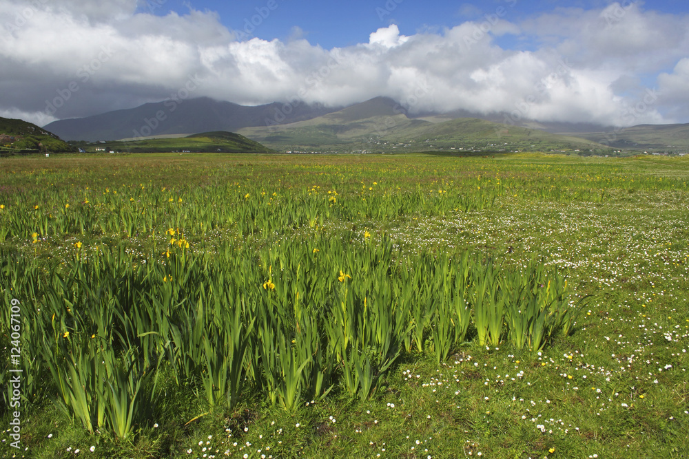 Yellow Iris Growing Beside Brandon Bay On The Dingle Peninsula With Brandon Mountains In The Background; County Kerry, Munster, Ireland Yellow Iris Growing Beside Brandon Bay On The Dingle Peninsula With Brandon Mountains In The Background; County Kerry, Munster, Ireland