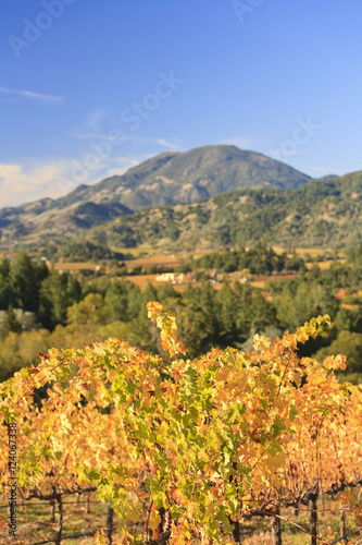 Grape Vines At Castello Di Amorosa Winery In Autumn; California, United States of America photo