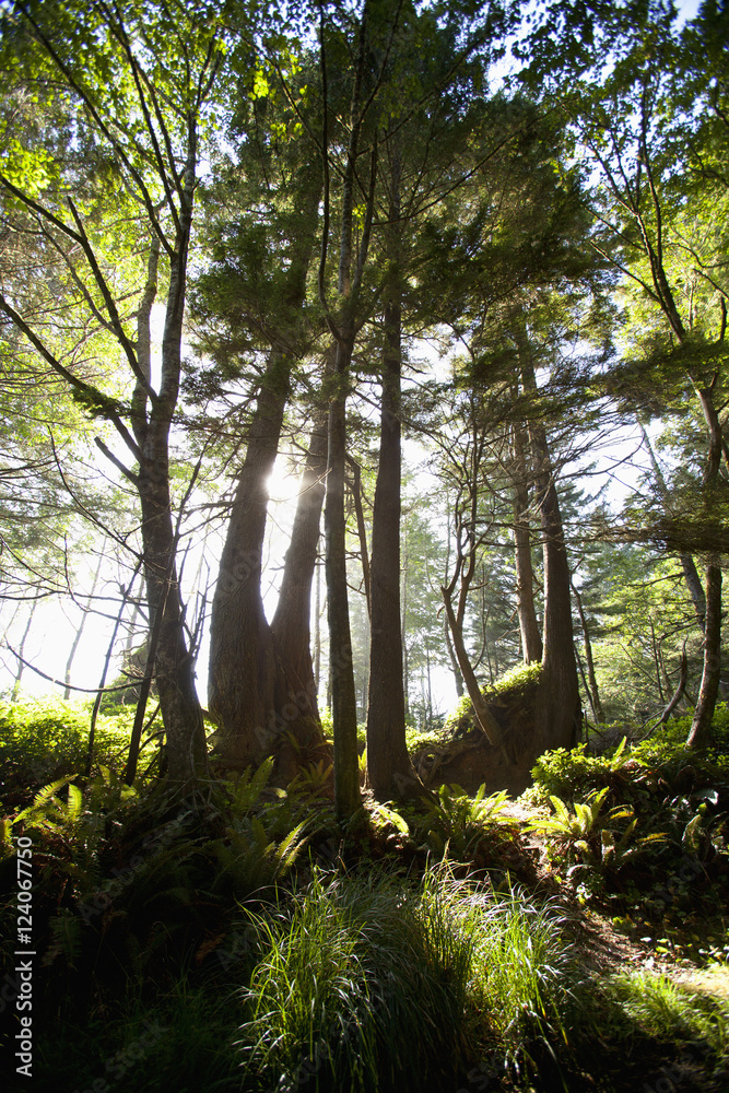 Old Growth Trees Backlit By The Sun Along The Path To Florencia Bay In Pacific Rim National Park Near Tofino; British Columbia, Canada Old Growth Trees Backlit By The Sun Along The Path To Florencia Bay In Pacific Rim National Park Near Tofino; British Columbia, Canada