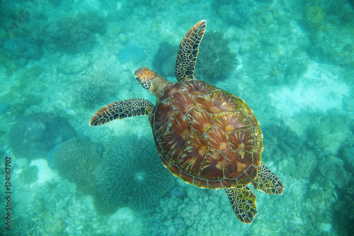 Sea turtle, Apo Island, Negros Oriental, Philippines photo