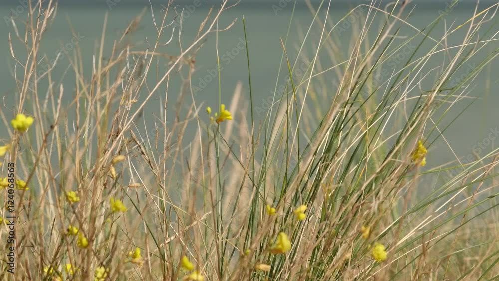 flore du littoral