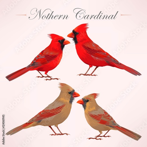 Obraz na płótnie Set of nothern cardinals