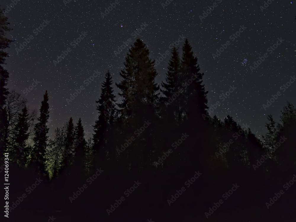 Night time forest with starry sky. Natural poster. Night time forest with starry sky. Natural poster.
