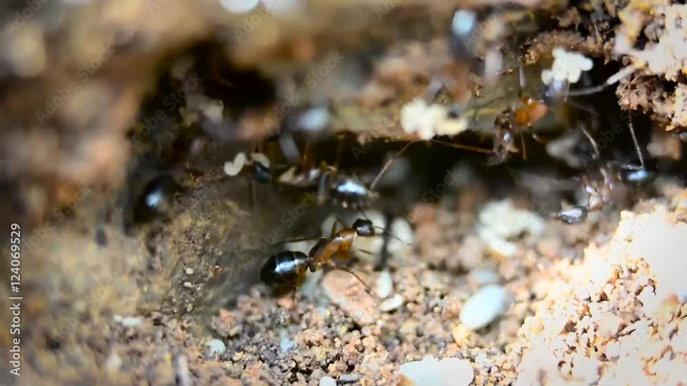 closeup of ants with larvae closeup of ants with larvae