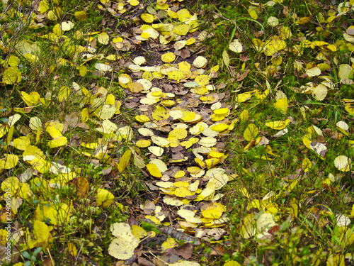 Beautiful vibrant yellow aspen leaves on the ground. Autumn poster.