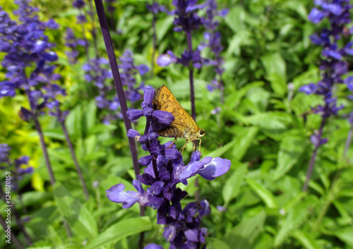 Closed up an orange color butterfly on purple petal of Lavender in green field 