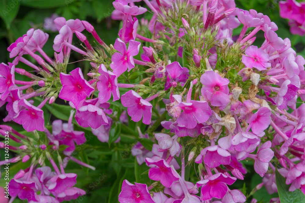 many flowers many flowers