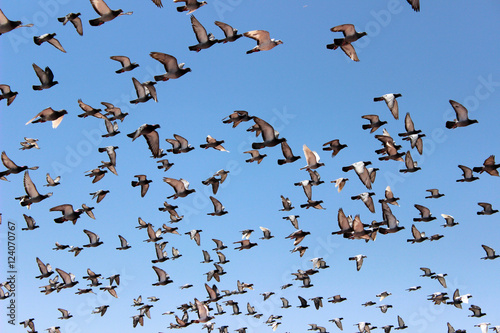 Brieftauben im Flug Schwarm © bobdapaloma