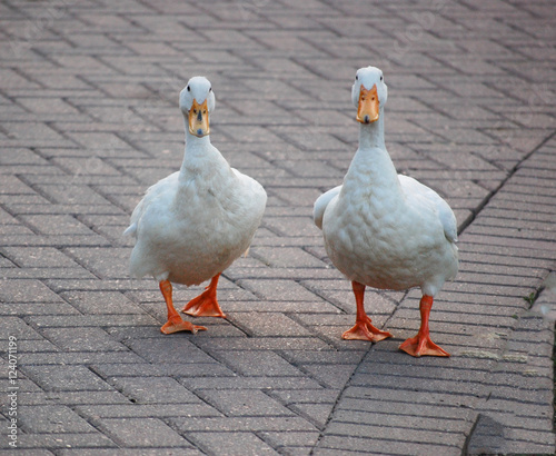 Ducks photo