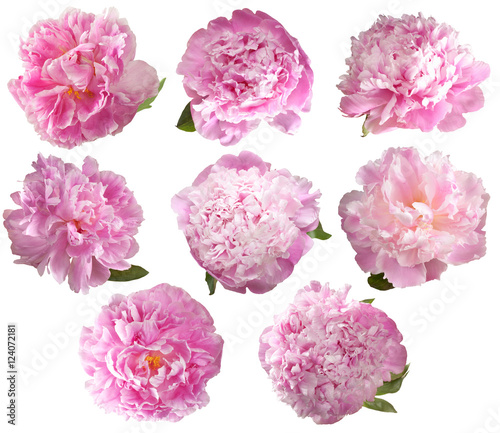Set  peonies isolated on white background. © rosypatterns